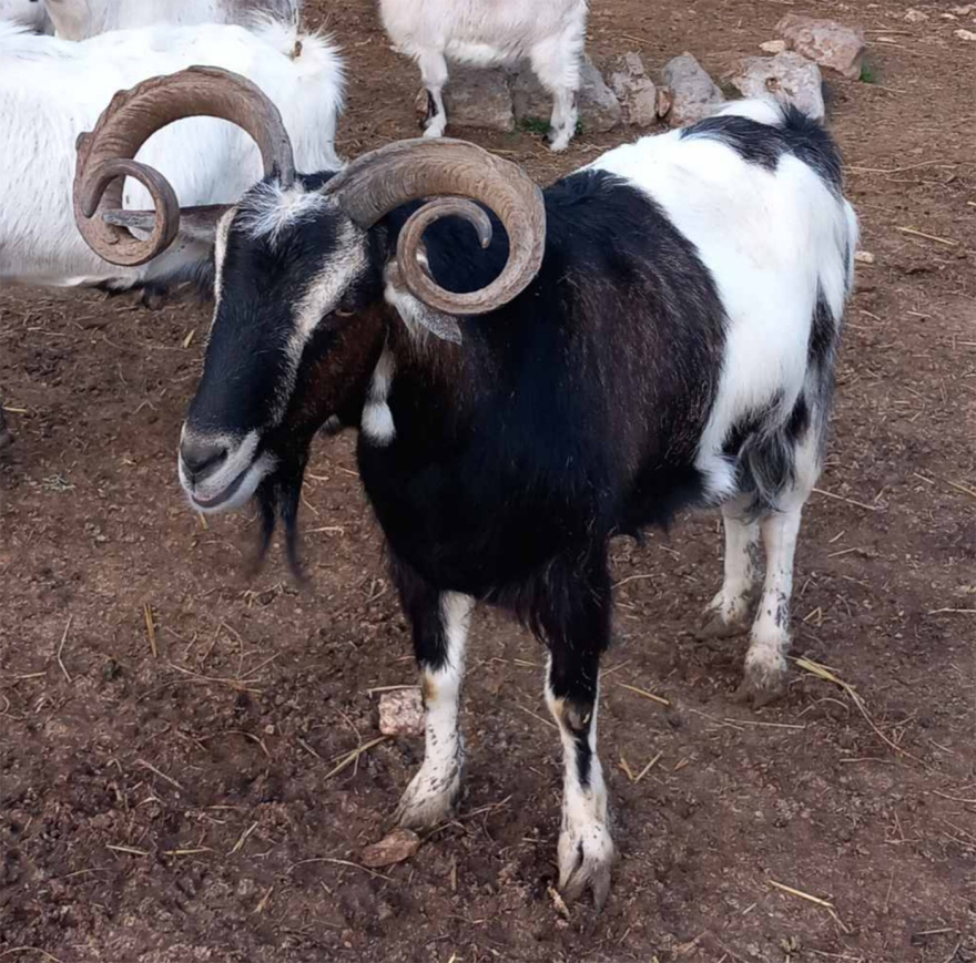 Oυλόκερη αίγα: Μια αρχαία ελληνική γίδα που απειλείται με εξαφάνιση