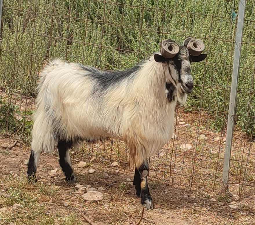 Oυλόκερη αίγα: Μια αρχαία ελληνική γίδα που απειλείται με εξαφάνιση