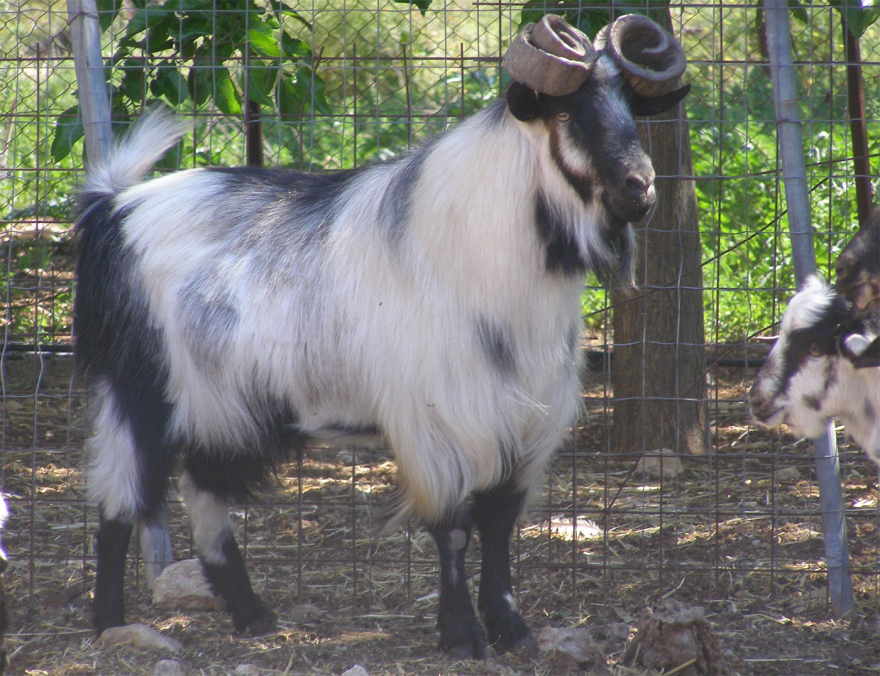 Oυλόκερη αίγα: Μια αρχαία ελληνική γίδα που απειλείται με εξαφάνιση