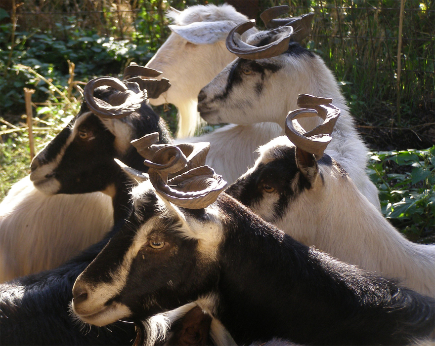Oυλόκερη αίγα: Μια αρχαία ελληνική γίδα που απειλείται με εξαφάνιση
