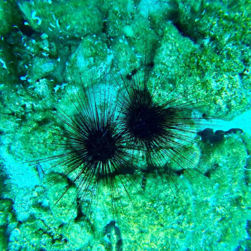 Ντορέττα Παπαδημητρίου - Γιώργος Γεροντιδάκης: Οι φωτογραφίες από τις κοινές διακοπές τους στην Αίγινα