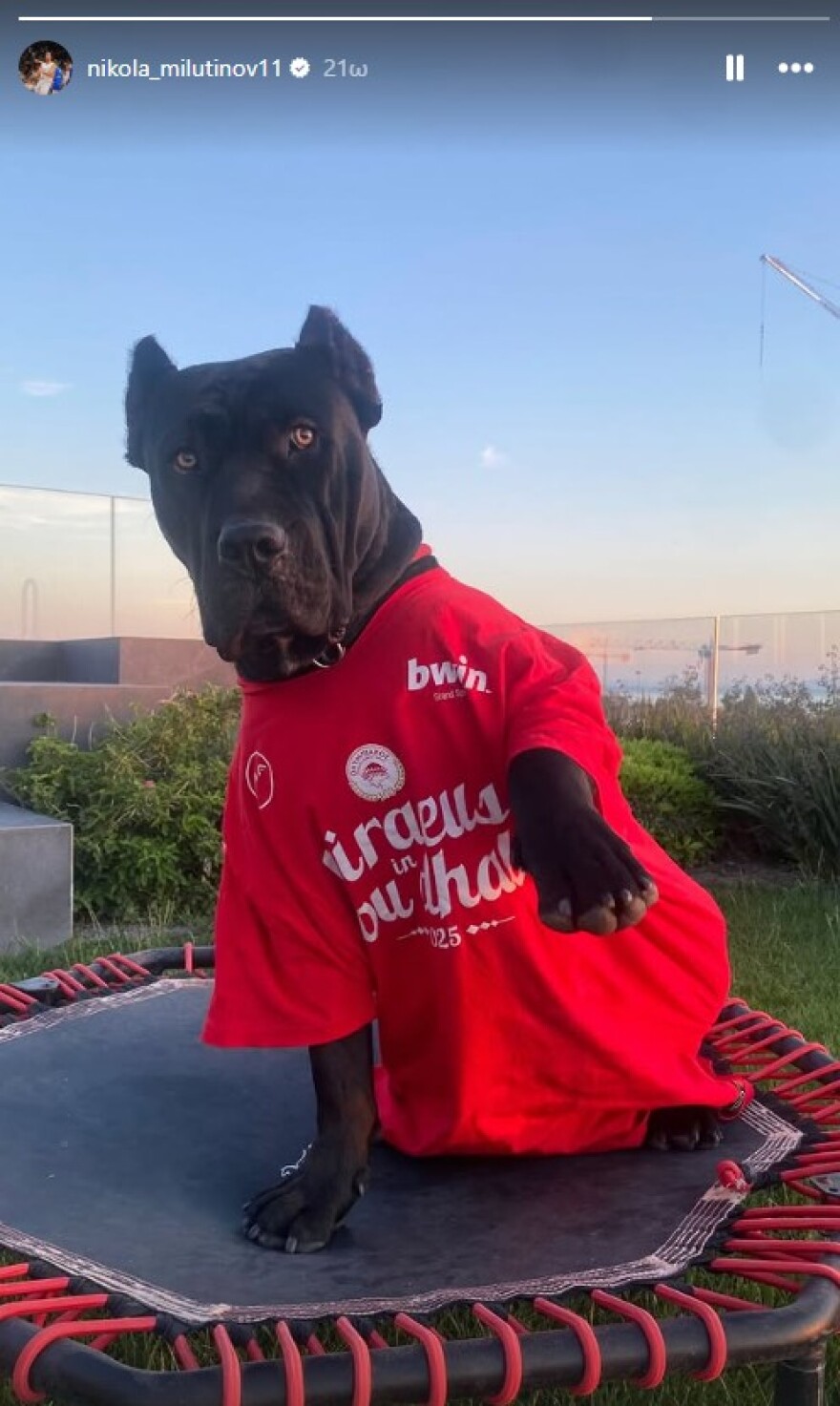 Ολυμπιακός: Ο Μιλουτίνοφ έντυσε στα... κόκκινα τον σκύλο του - Φωτογραφία