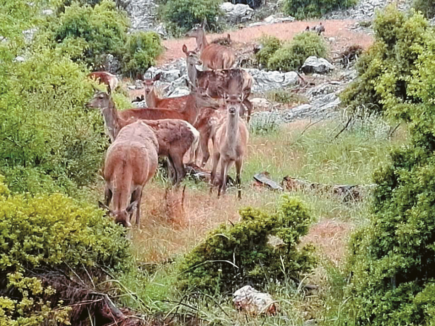 Το δίλημμα για το περιβάλλον: Χωρίς λύκους όπως η Πάρνηθα ή με λύκους όπως το Γελοουστόουν; Τι απαντούν οι επιστήμονες