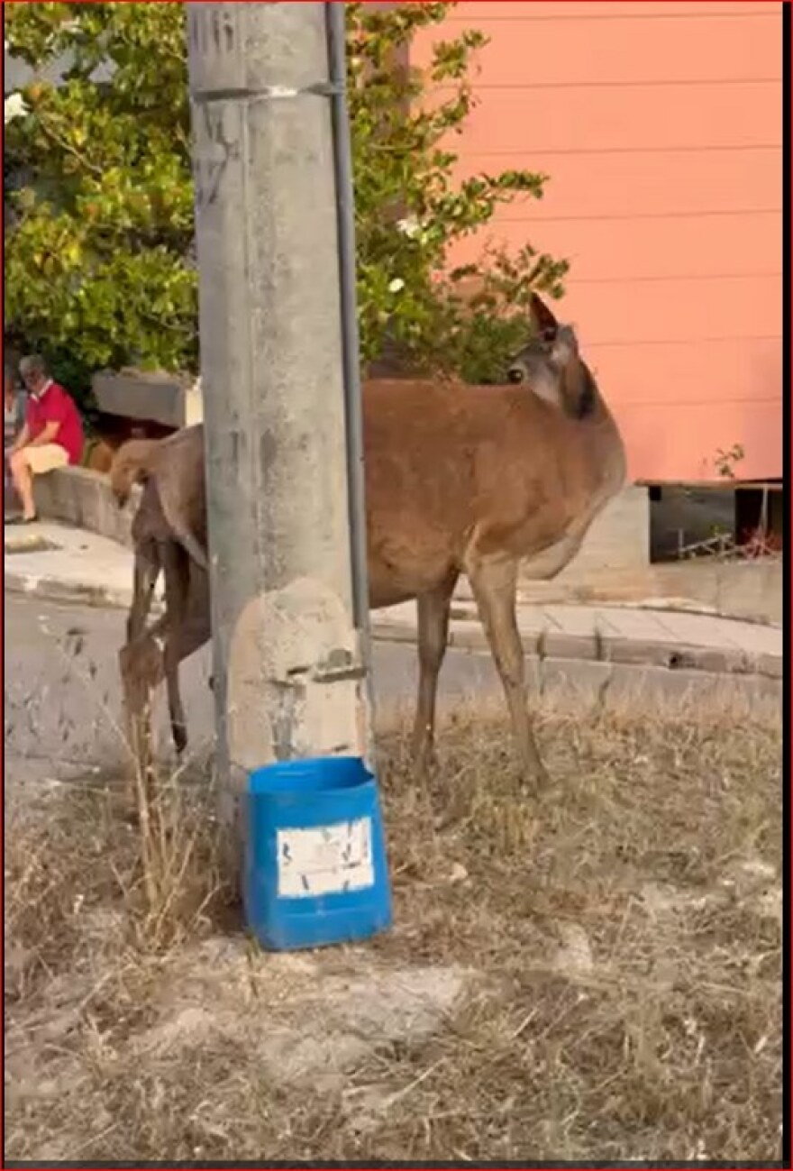 Συγκινητική επιχείρηση διάσωσης ελαφίνας που περιπλανιόταν στη Φυλή: Έχασε το μικρό της, αλλά σώθηκε η ίδια