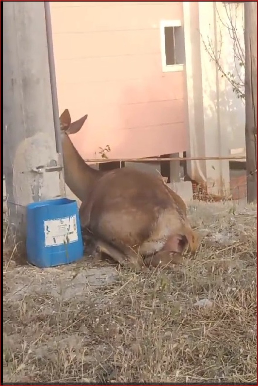 Συγκινητική επιχείρηση διάσωσης ελαφίνας που περιπλανιόταν στη Φυλή: Έχασε το μικρό της, αλλά σώθηκε η ίδια