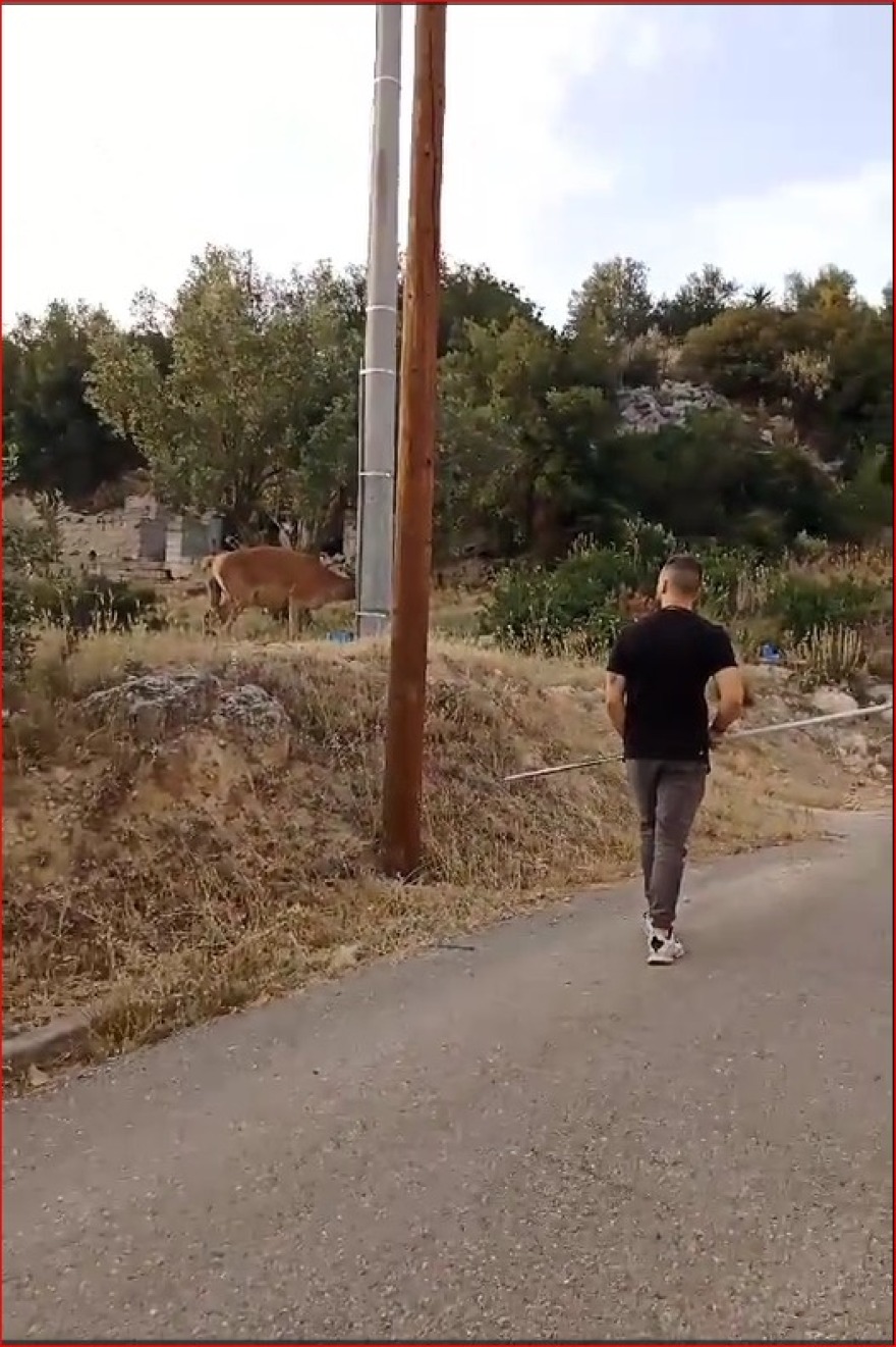 Συγκινητική επιχείρηση διάσωσης ελαφίνας που περιπλανιόταν στη Φυλή: Έχασε το μικρό της, αλλά σώθηκε η ίδια