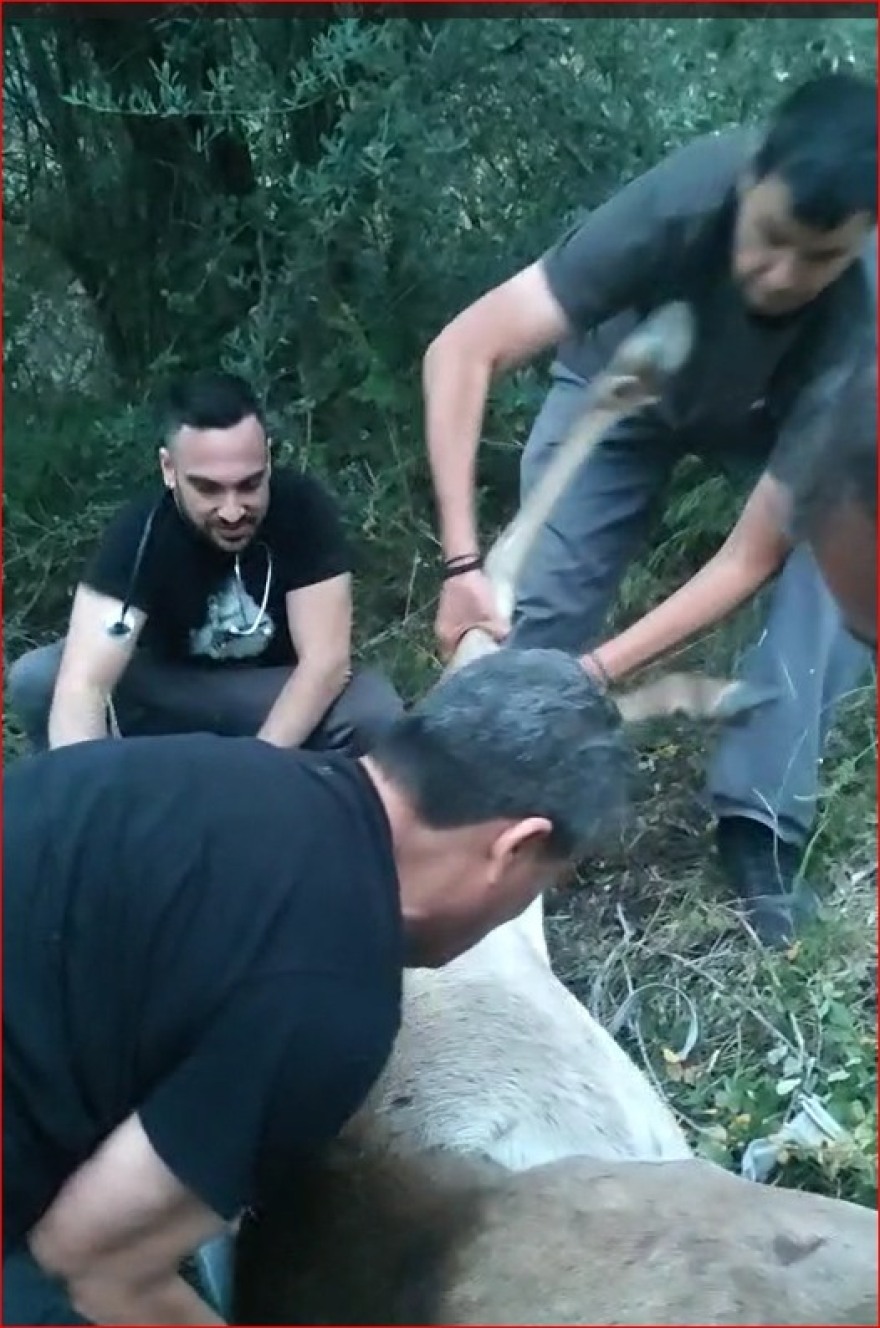 Συγκινητική επιχείρηση διάσωσης ελαφίνας που περιπλανιόταν στη Φυλή: Έχασε το μικρό της, αλλά σώθηκε η ίδια