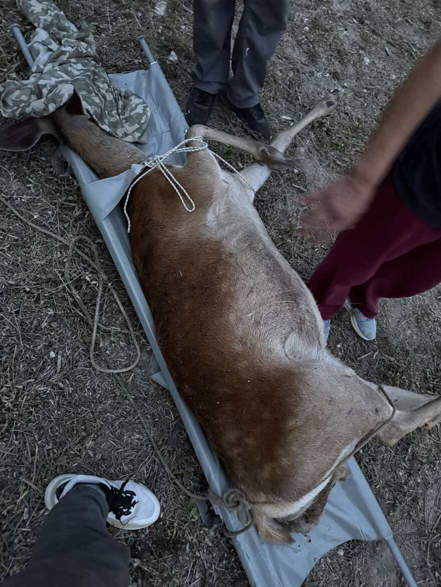 Συγκινητική επιχείρηση διάσωσης ελαφίνας που περιπλανιόταν στη Φυλή: Έχασε το μικρό της, αλλά σώθηκε η ίδια