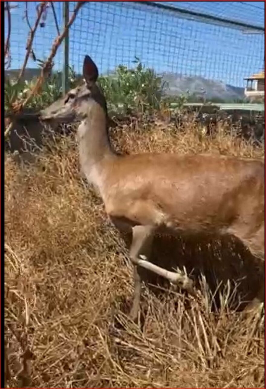 Συγκινητική επιχείρηση διάσωσης ελαφίνας που περιπλανιόταν στη Φυλή: Έχασε το μικρό της, αλλά σώθηκε η ίδια