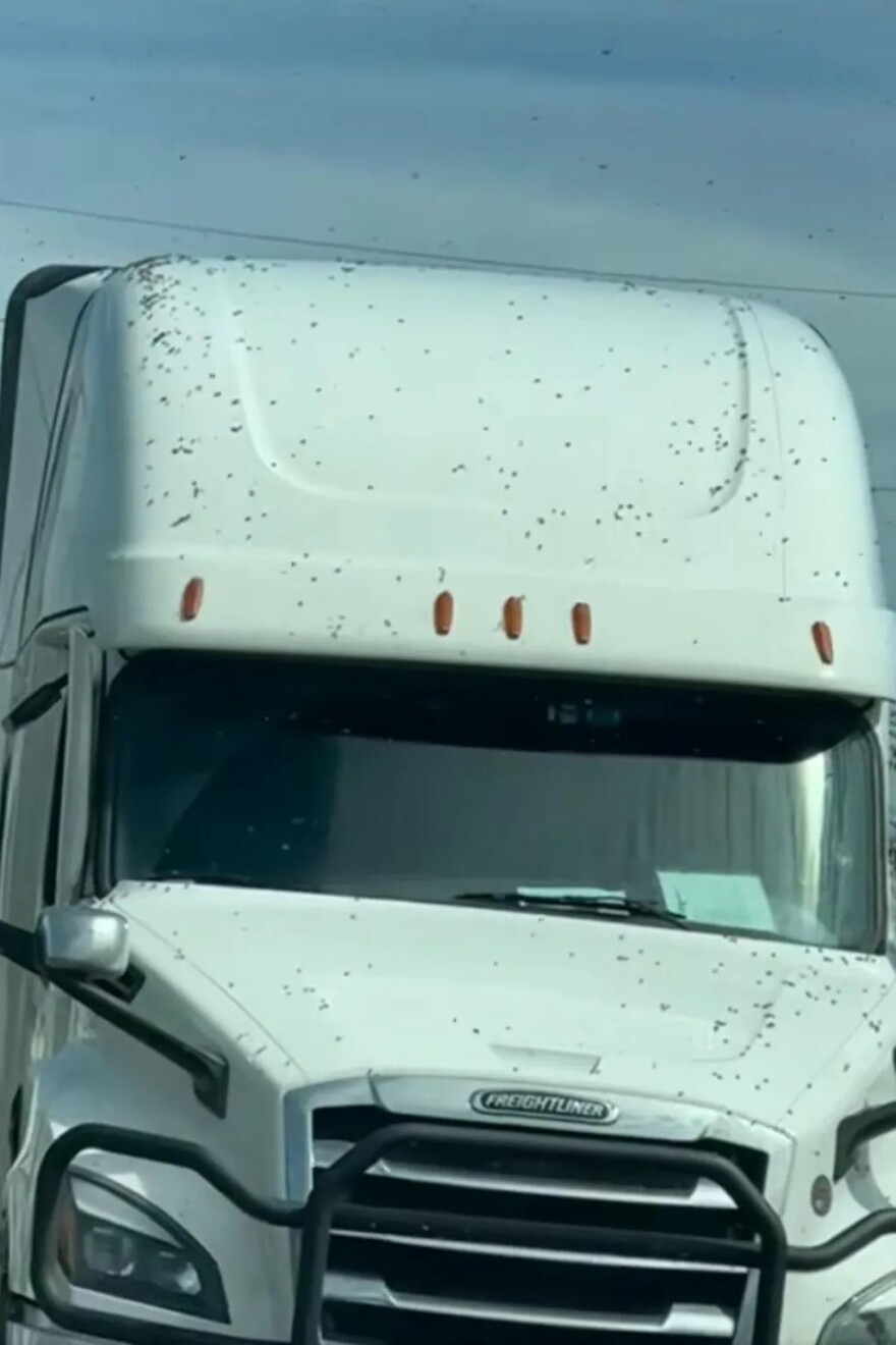 Σμήνος με 250 εκατ. μέλισσες απέδρασε μετά την ανατροπή φορτηγού στις ΗΠΑ - Δείτε βίντεο
