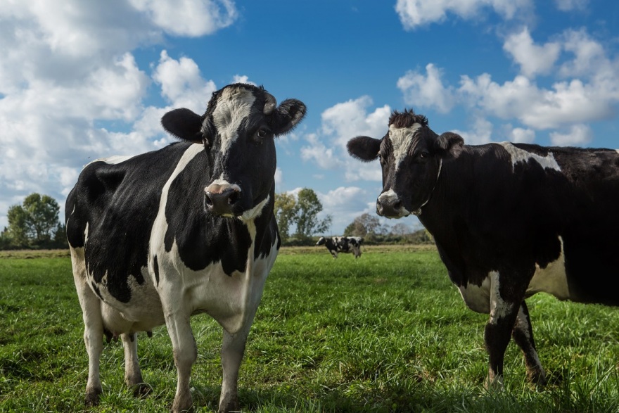 Νέα καινοτόμα πρότυπα βιωσιμότητας στη γαλακτοπαραγωγή