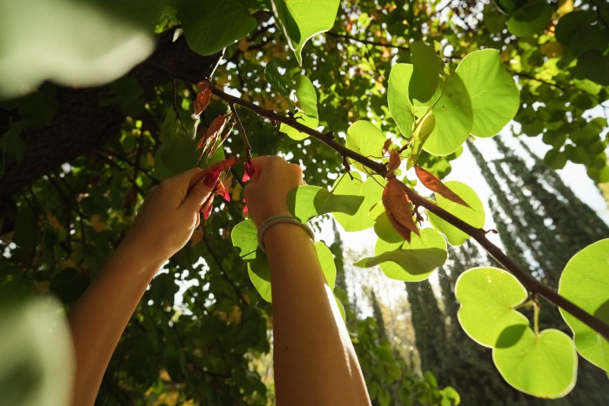 Η ελπίδα ριζώνει ξανά στα δάση μας