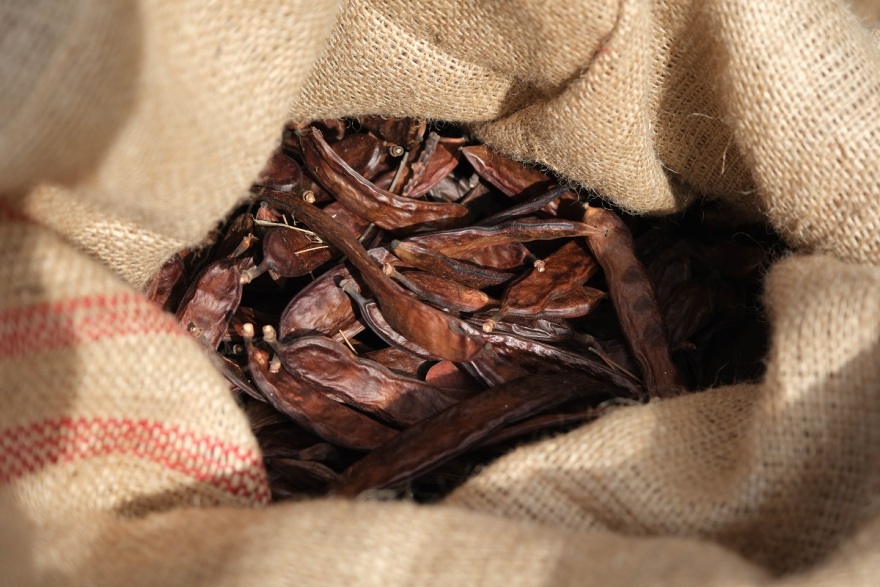 Η ελπίδα ριζώνει ξανά στα δάση μας