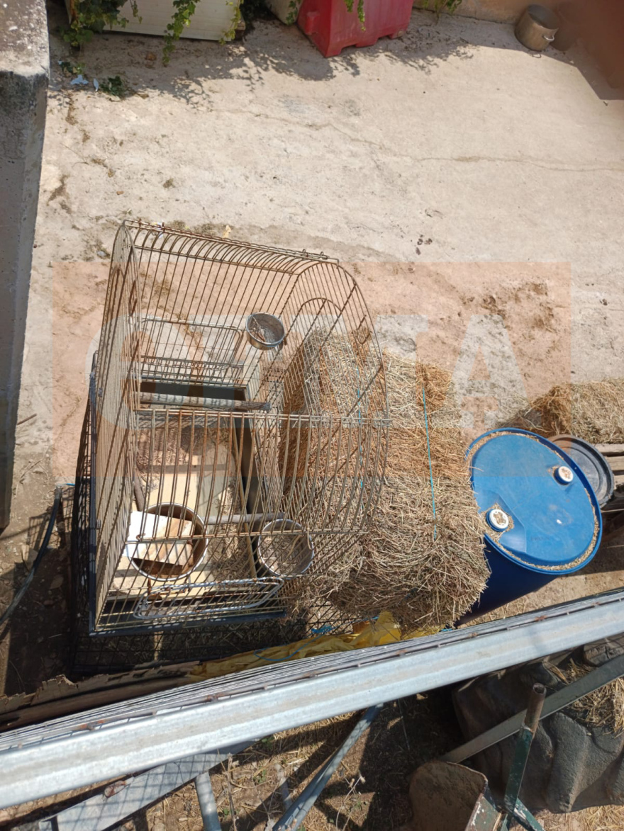 Σπάτα: Μέσω αγγελιών στο Ίντερνετ διαφήμιζαν τους σκύλους και τα άγρια πουλιά που κρατούσαν σε καταφύγιο «κολαστήριο»