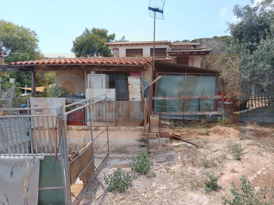 Σπάτα: Μέσω αγγελιών στο Ίντερνετ διαφήμιζαν τους σκύλους και τα άγρια πουλιά που κρατούσαν σε καταφύγιο «κολαστήριο»