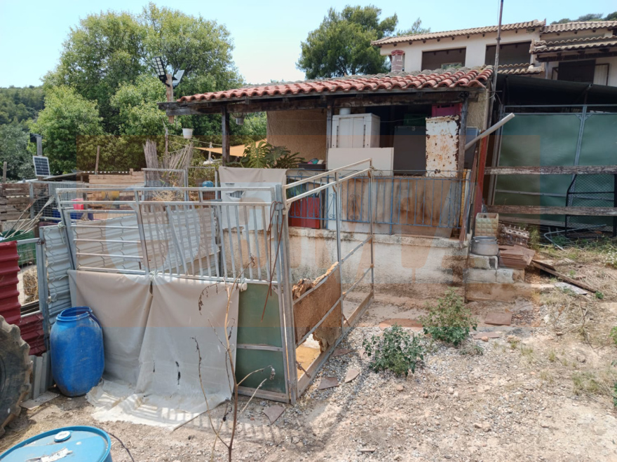 Σπάτα: Μέσω αγγελιών στο Ίντερνετ διαφήμιζαν τους σκύλους και τα άγρια πουλιά που κρατούσαν σε καταφύγιο «κολαστήριο»