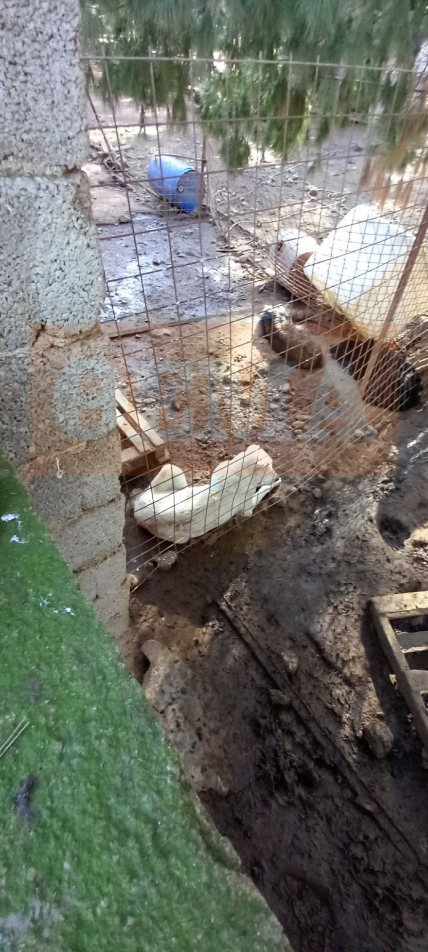 Σπάτα: Μέσω αγγελιών στο Ίντερνετ διαφήμιζαν τους σκύλους και τα άγρια πουλιά που κρατούσαν σε καταφύγιο «κολαστήριο»