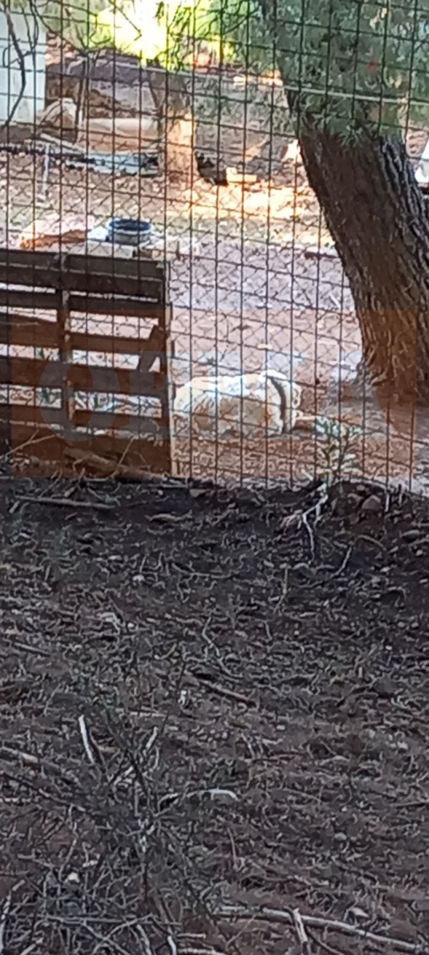 Σπάτα: Μέσω αγγελιών στο Ίντερνετ διαφήμιζαν τους σκύλους και τα άγρια πουλιά που κρατούσαν σε καταφύγιο «κολαστήριο»