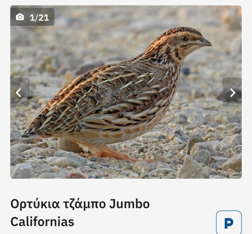 Σπάτα: Μέσω αγγελιών στο Ίντερνετ διαφήμιζαν τους σκύλους και τα άγρια πουλιά που κρατούσαν σε καταφύγιο «κολαστήριο»