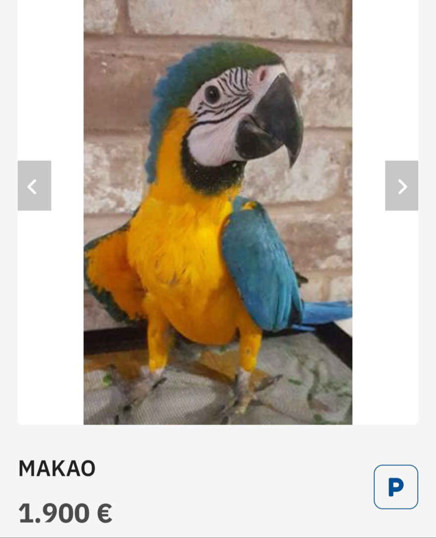 Σπάτα: Μέσω αγγελιών στο Ίντερνετ διαφήμιζαν τους σκύλους και τα άγρια πουλιά που κρατούσαν σε καταφύγιο «κολαστήριο»