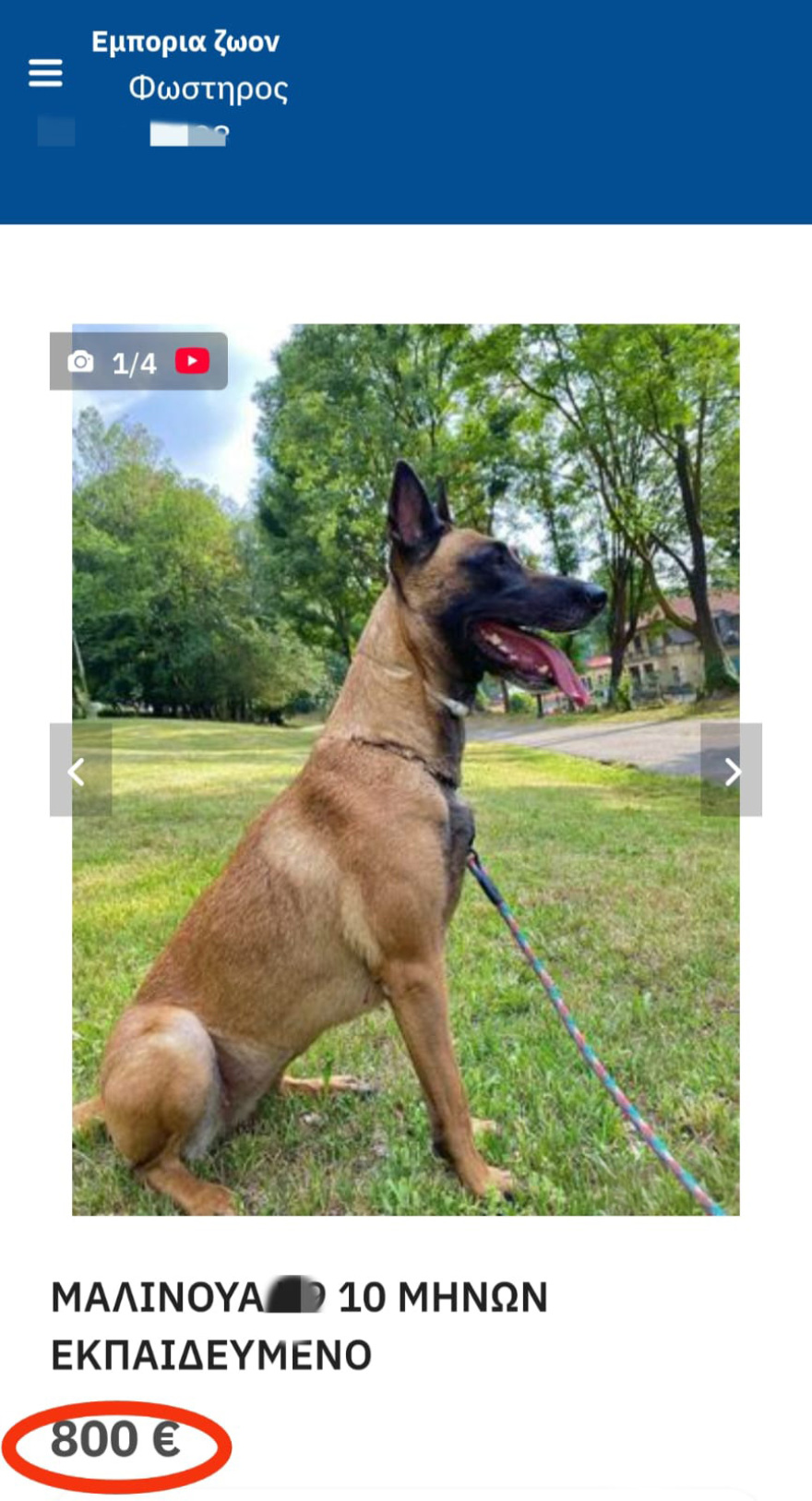 Σπάτα: Μέσω αγγελιών στο Ίντερνετ διαφήμιζαν τους σκύλους και τα άγρια πουλιά που κρατούσαν σε καταφύγιο «κολαστήριο»