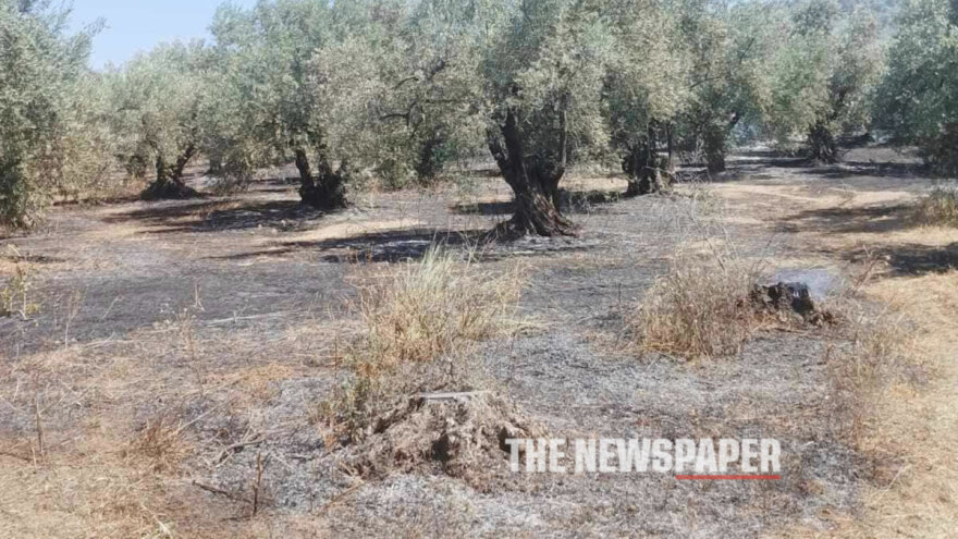 Αλμυρός: Πυρκαγιά προκάλεσε ζημιές σε ελαιώνες - Την πρόλαβαν πριν φτάσει σε κατοικημένη περιοχή