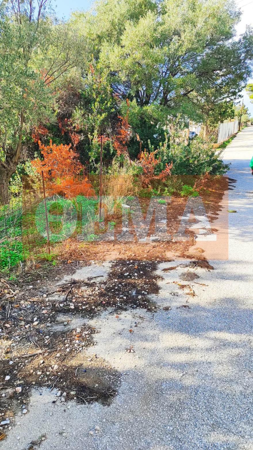 Βραχυκύκλωμα σε ακαθάριστο οικόπεδο: Βίντεο ντοκουμέντο για τη μεγάλη φωτιά στο Θυμάρι - Οι καταγγελίες και η στάση του Δήμου