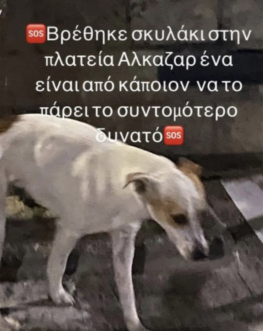 Λάρισα: Αδέσποτο σκυλί δάγκωσε 12χρονη και την έστειλε στο νοσοκομείο 