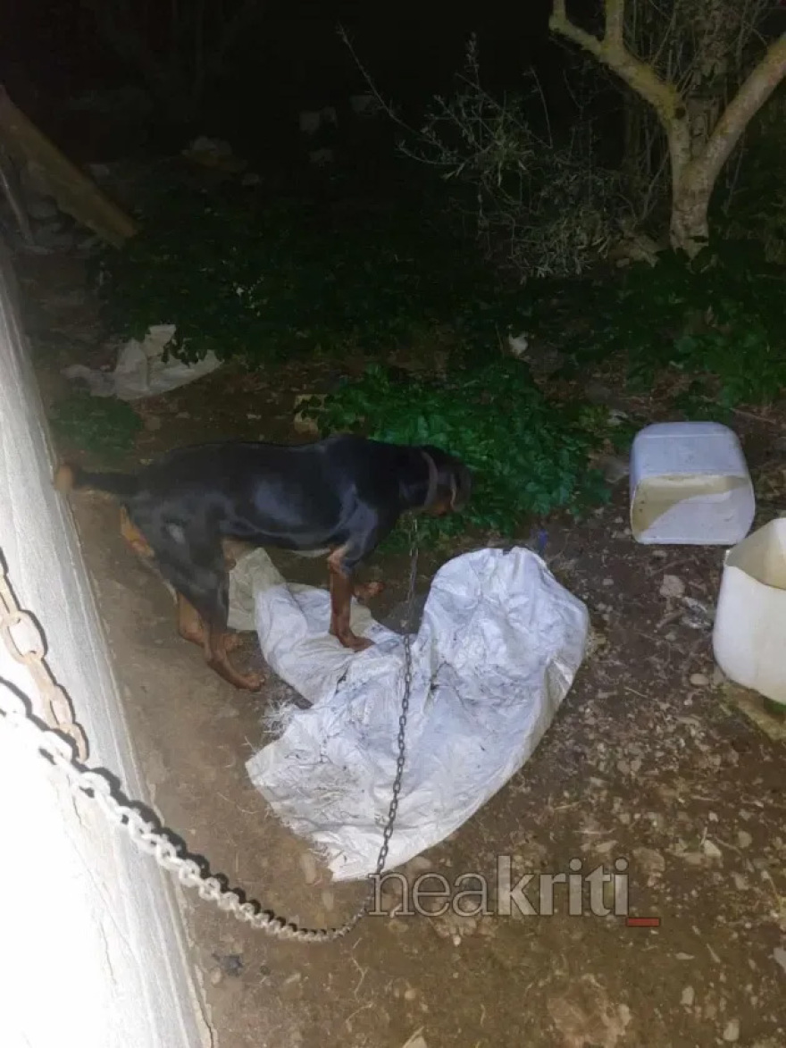 Καταγγελία για σοβαρή κακοποίηση ζώων στην Κρήτη