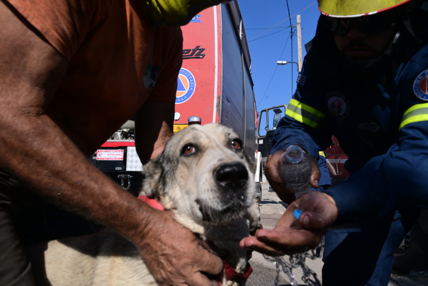 Περιέθαλψαν τουλάχιστον 22 οικόσιτα ζώα που κινδύνευσαν και ταλαιπωρήθηκαν στη φωτιά στο Πικέρμι - Δείτε βίντεο και φωτογραφίες