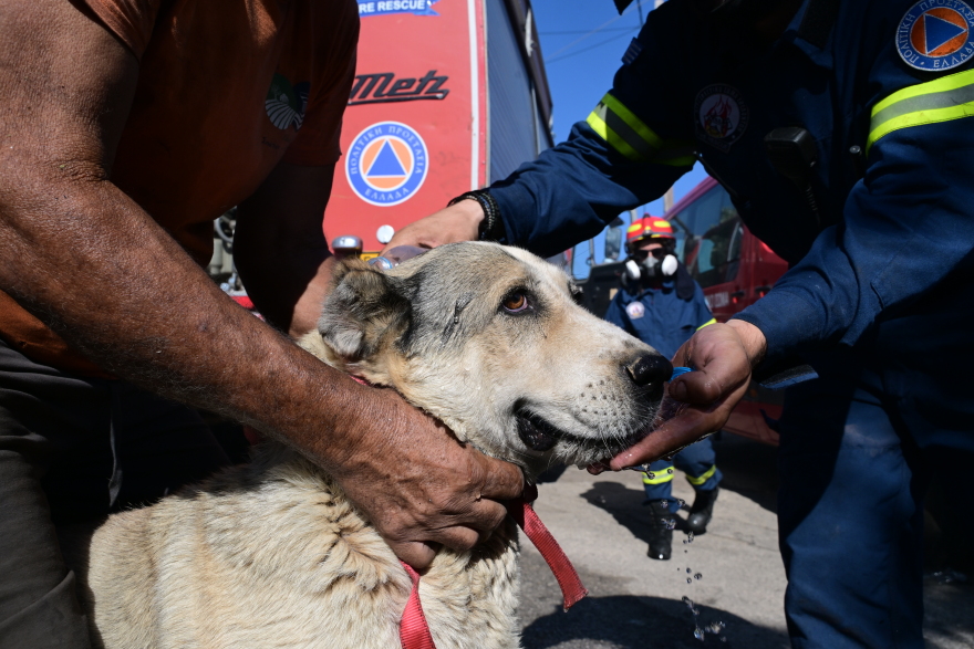Περιέθαλψαν τουλάχιστον 22 οικόσιτα ζώα που κινδύνευσαν και ταλαιπωρήθηκαν στη φωτιά στο Πικέρμι - Δείτε βίντεο και φωτογραφίες