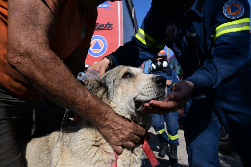 Περιέθαλψαν τουλάχιστον 22 οικόσιτα ζώα που κινδύνευσαν και ταλαιπωρήθηκαν στη φωτιά στο Πικέρμι - Δείτε βίντεο και φωτογραφίες