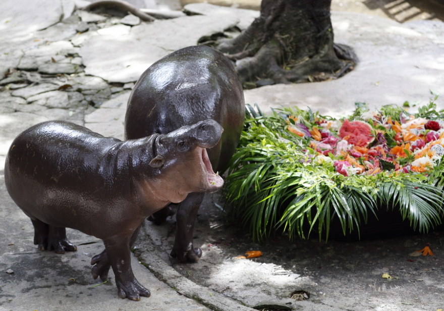 Moo Deng: Το viral ιπποποταμάκι της Ταϊλάνδης γιόρτασε τα πρώτα του γενέθλια - Δείτε βίντεο και φωτογραφίες