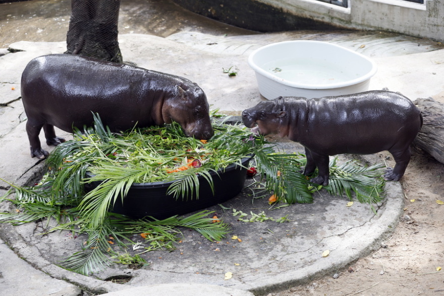 Moo Deng: Το viral ιπποποταμάκι της Ταϊλάνδης γιόρτασε τα πρώτα του γενέθλια - Δείτε βίντεο και φωτογραφίες
