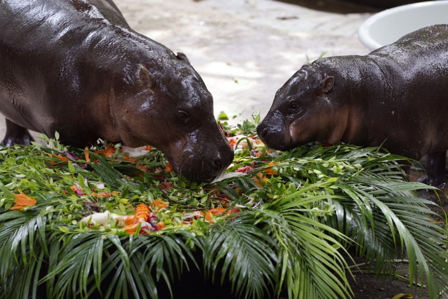 Moo Deng: Το viral ιπποποταμάκι της Ταϊλάνδης γιόρτασε τα πρώτα του γενέθλια - Δείτε βίντεο και φωτογραφίες