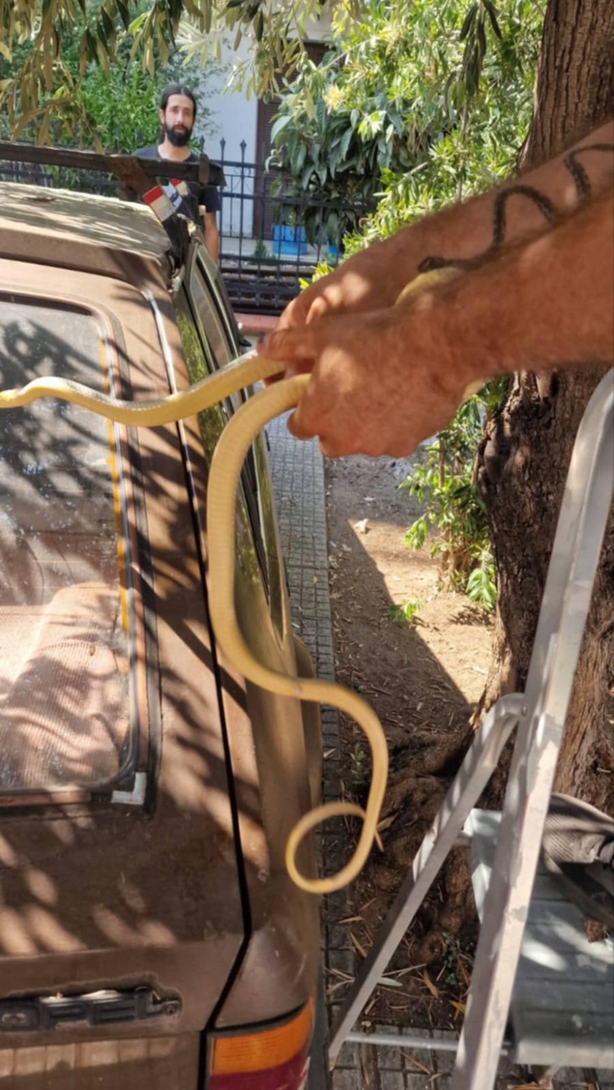 Φίδι βρέθηκε στο κέντρο της Καλαμαριάς - Δείτε βίντεο και φωτογραφίες