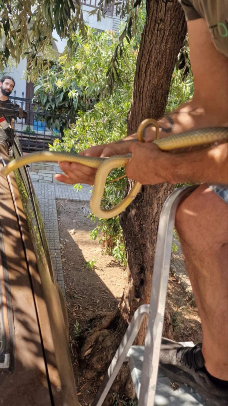 Φίδι βρέθηκε στο κέντρο της Καλαμαριάς - Δείτε βίντεο και φωτογραφίες