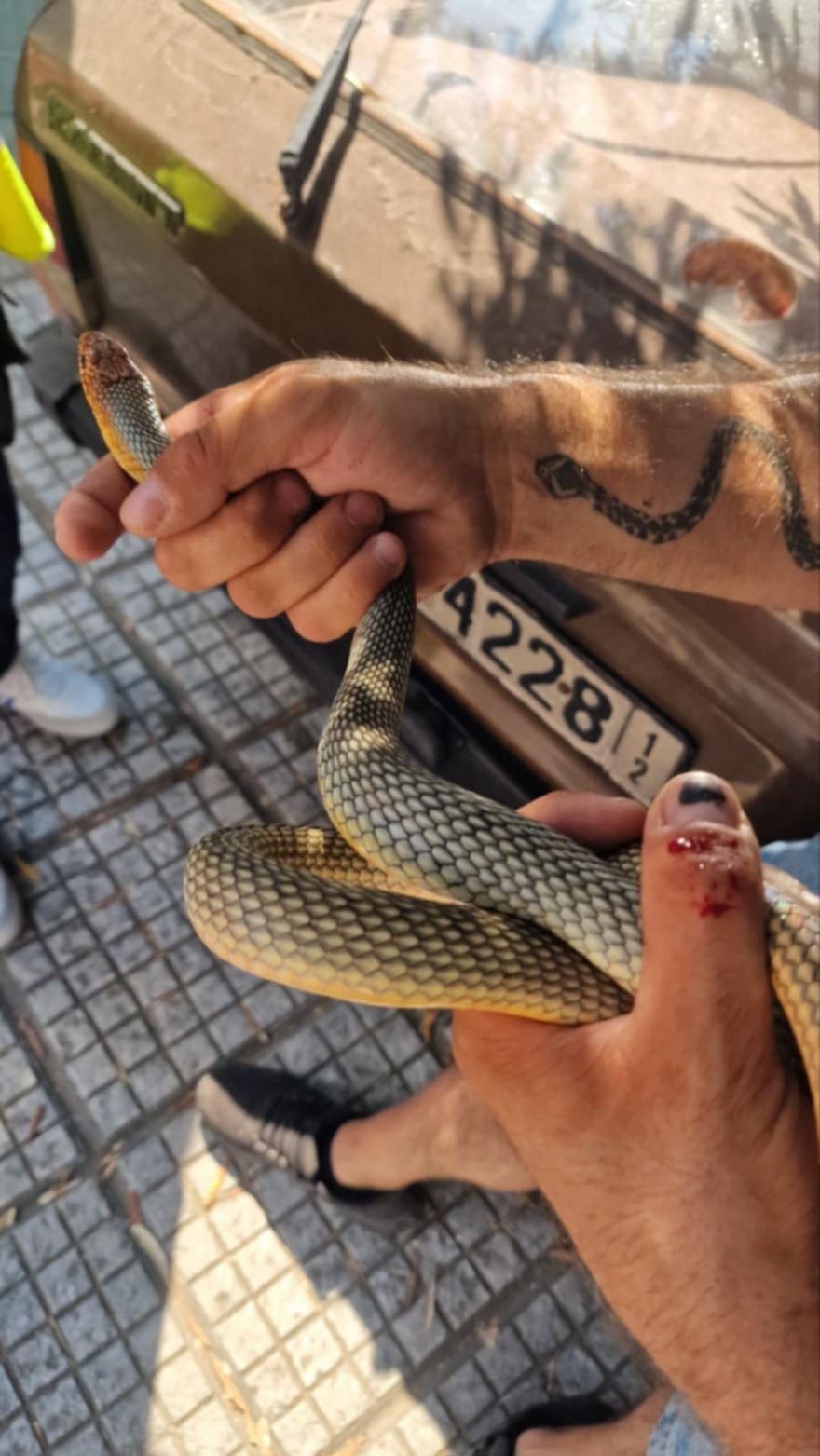 Φίδι βρέθηκε στο κέντρο της Καλαμαριάς - Δείτε βίντεο και φωτογραφίες