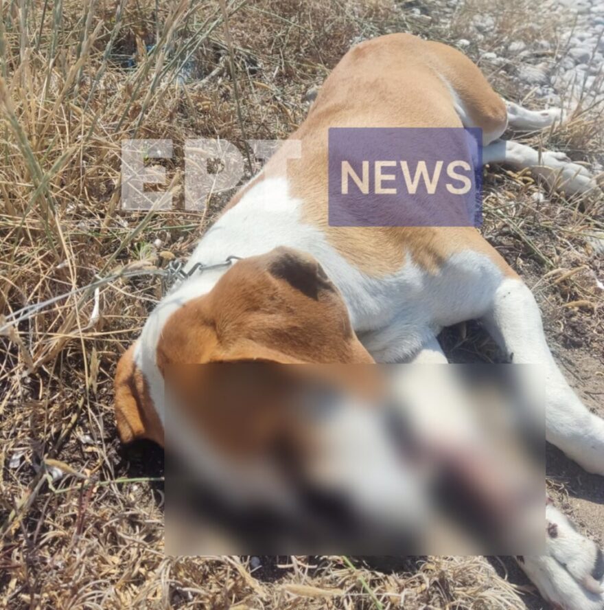 Ρόδος: Στην Εισαγγελέα 80χρονος που πυροβόλησε τον σκύλο του