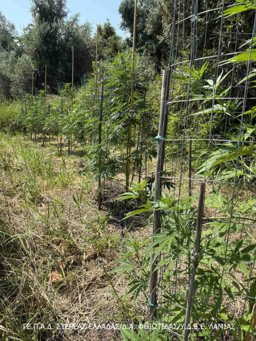 Προφυλακίστηκαν 3 συλληφθέντες για καλλιέργεια και διακίνηση ναρκωτικών στη Λοκρίδα, ανάμεσά τους 61χρονος δημοτικός σύμβουλος 