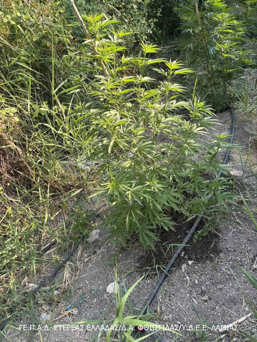 Προφυλακίστηκαν 3 συλληφθέντες για καλλιέργεια και διακίνηση ναρκωτικών στη Λοκρίδα, ανάμεσά τους 61χρονος δημοτικός σύμβουλος 