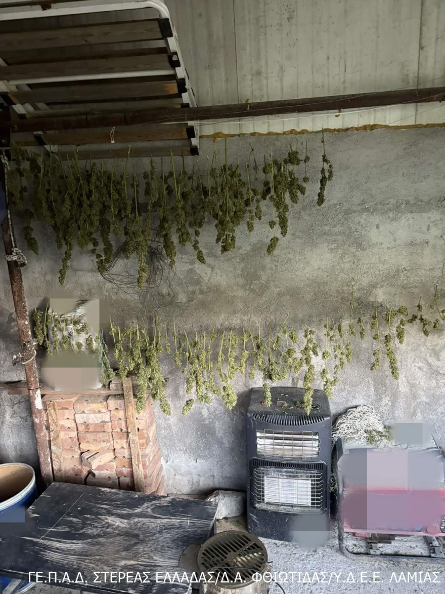 Προφυλακίστηκαν 3 συλληφθέντες για καλλιέργεια και διακίνηση ναρκωτικών στη Λοκρίδα, ανάμεσά τους 61χρονος δημοτικός σύμβουλος 