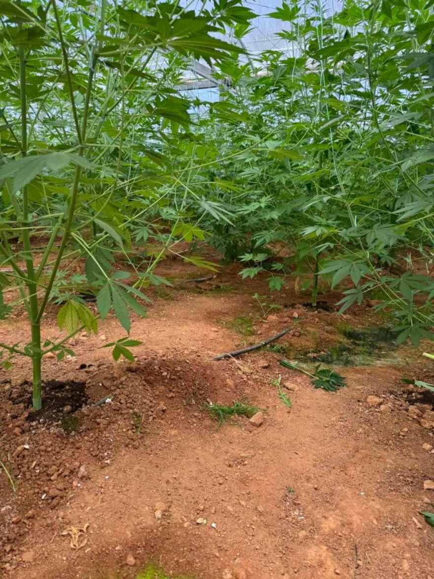 Θερμοκήπιο με 640 δενδρύλλια κάνναβης εντοπίστηκε στον Κίσσαμο στα Χανιά - Συνελήφθη ένας 46χρονος