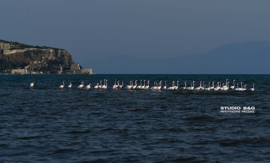 Ναύπλιο: Περισσότερα από 50 ροζ φλαμίνγκο προσγειώθηκαν στις ακτές, δείτε φωτογραφίες και βίντεο