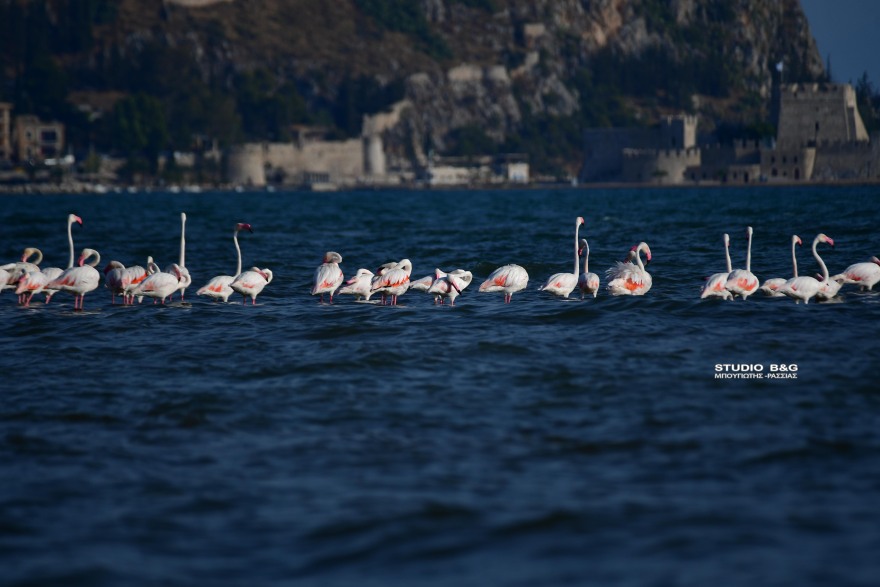 Ναύπλιο: Περισσότερα από 50 ροζ φλαμίνγκο προσγειώθηκαν στις ακτές, δείτε φωτογραφίες και βίντεο