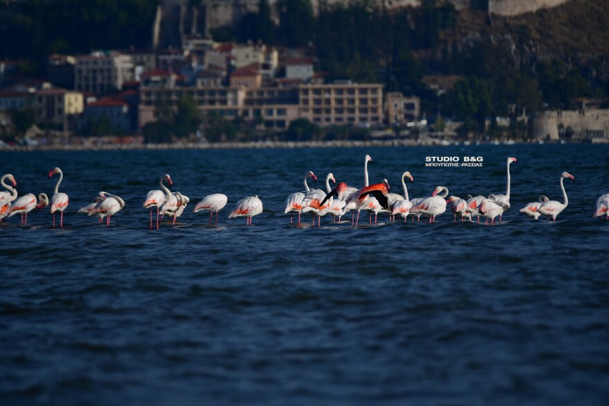 Ναύπλιο: Περισσότερα από 50 ροζ φλαμίνγκο προσγειώθηκαν στις ακτές, δείτε φωτογραφίες και βίντεο