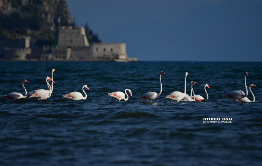 Ναύπλιο: Περισσότερα από 50 ροζ φλαμίνγκο προσγειώθηκαν στις ακτές, δείτε φωτογραφίες και βίντεο