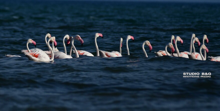 Ναύπλιο: Περισσότερα από 50 ροζ φλαμίνγκο προσγειώθηκαν στις ακτές, δείτε φωτογραφίες και βίντεο