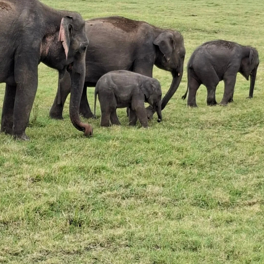 Ο Γιάννης Στάνκογλου ταξίδεψε στη Σρι Λάνκα 