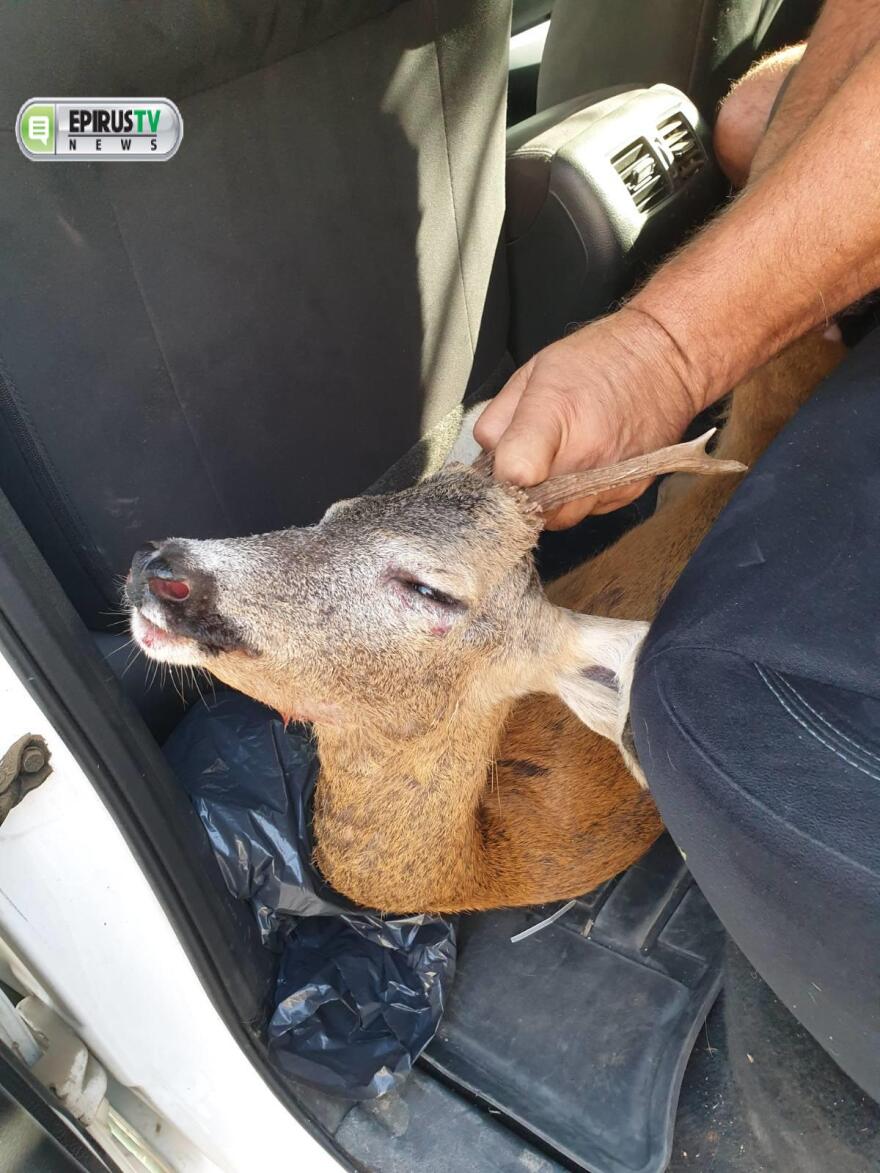 Διάσωση ζαρκαδιού ου περιπλανιόταν στην πόλη των Ιωαννίνων - Δείτε βίντεο και φωτογραφίες